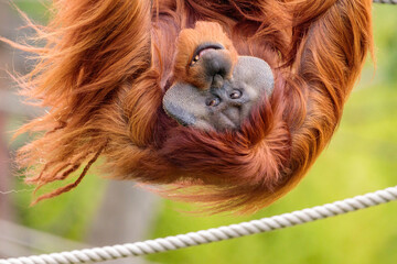 Orang-Utan beim Schaukeln