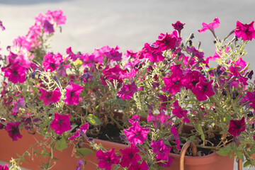 Petunia on a gray background