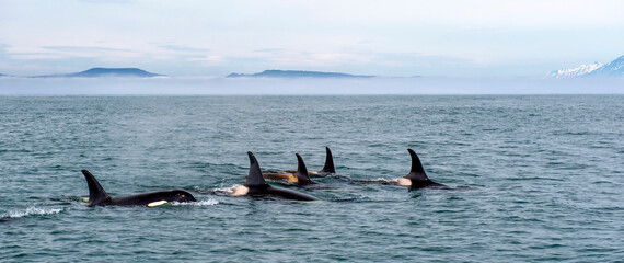 Killer whales in the Pacific Ocean against the background of volcanoes. Kamchatka Peninsula, Russia.  - 472043670