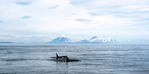 Killer whales in the Pacific Ocean against the background of volcanoes. Kamchatka Peninsula,...