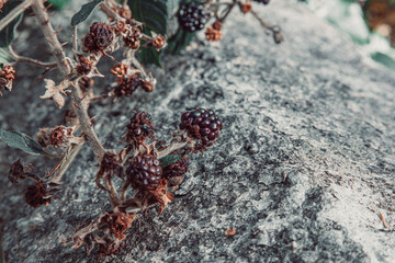 wild berries