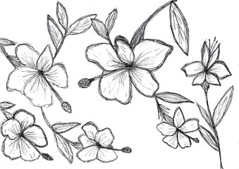  Hand drawing of Hibiscus flower and Chinese Rose,with black ink