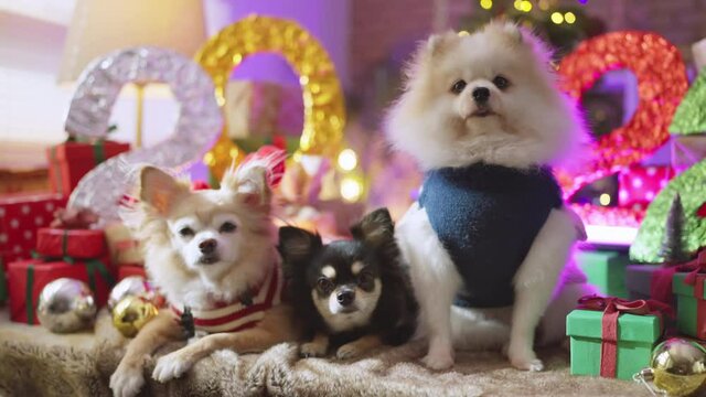 2022 celebrating new year's and christmas eve concept,group shot of lapdog standing with frame arrange of variety of gift presents wrap ribbon boxes and christmas tree light bokeh chihuahua pomeranian