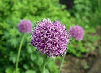 lilac blooming decorative bow (Latin allium) on a blurred background