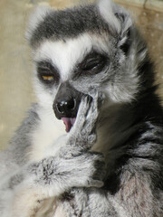 ring lemur