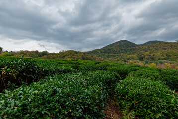 Fototapeta na wymiar tea plantations autumn in Russia