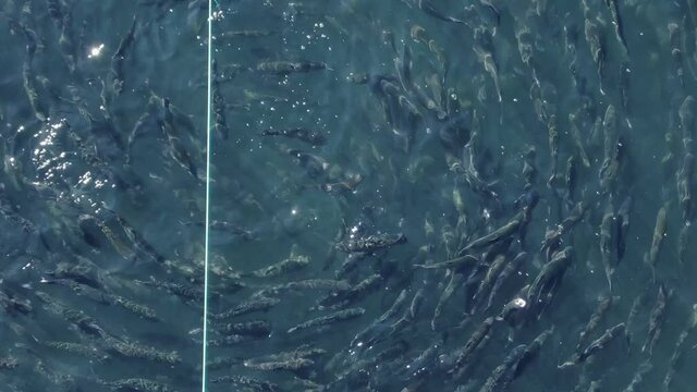 Trout Island. Fish are grown in stores. Small business trout farm in the City of Irkutsk. Shooting from a drone. view from above. Angara river.