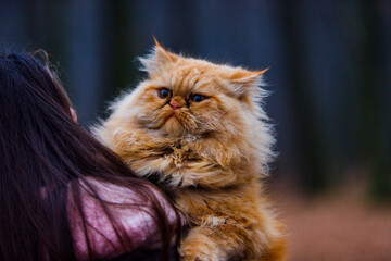 piękny rudy pers kot spacer na rękach kobiety - obrazy, fototapety, plakaty