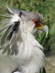 portrait of a vulture