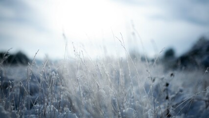 snow covered plants in a field