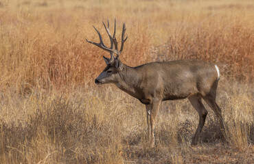 Mule Deer Buck in the Fall Rut in Colorado