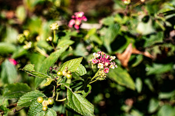 A green purple and yellow flower bush in the spring