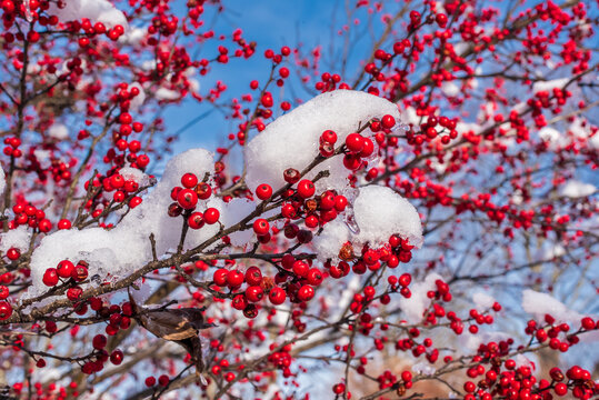Snow covered red winterberries with snow slowly melting clumped on branches great for the holiday season robins love the berries native to America