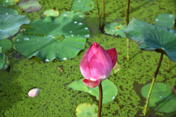 A pink lotus bud, lit by the sun, against the background of a pond overgrown with duckweed