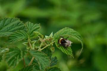  Dunkle Erdhummel (Bombus terrestris)