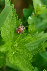 Beerenwanze auf Brennnessel