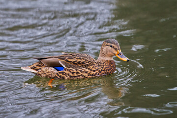 Mallard duck on the river in nature close-up view in high resolution