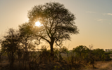 Fototapeta na wymiar African sunset in Kruger National Park