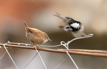 A small coal tit with a seed in its beak flees from the even smaller brown urticaria, which,...