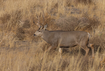 Naklejka na ściany i meble Mule Deer Buck in the Rut in Colorado in Fall