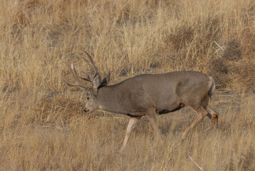 Mule Deer Buck in the Rut in Colorado in Fall