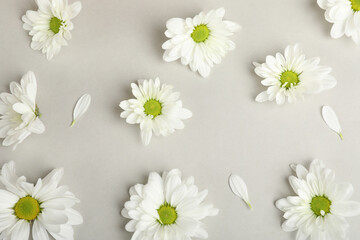 White chrysanthemums on gray background, top view