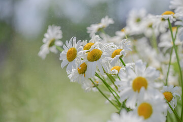 Summer bouquet of white daisies with yellow center