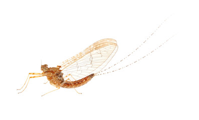 Mayfly isolated on white background, Ephemeroptera sp.