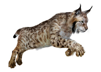 3D Rendering Lynx on White © photosvac