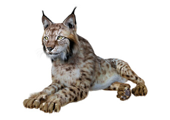 3D Rendering Lynx on White