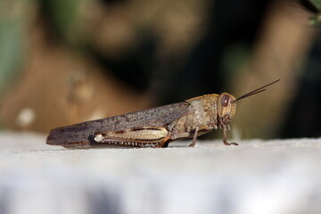 Grasshopper on the stone