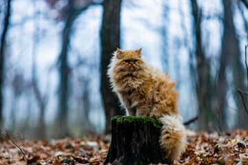 piękny kot pers na pniu las spacer wycieczka - obrazy, fototapety, plakaty