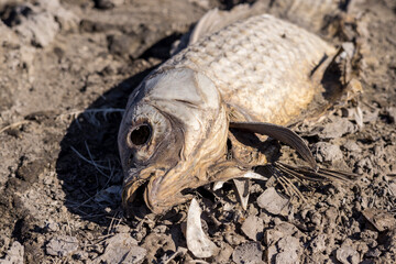 Dead carp suffocated after water cut off to pond