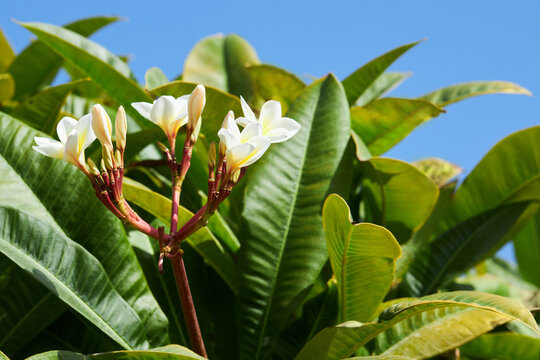 Frangipani (Plumeria) flowers with green leaves on a blue sky background in the tropical garden. 