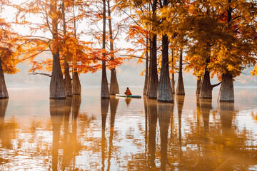 Woman meditation on stand up paddle board at lake with autumnal Taxodium trees and morning light