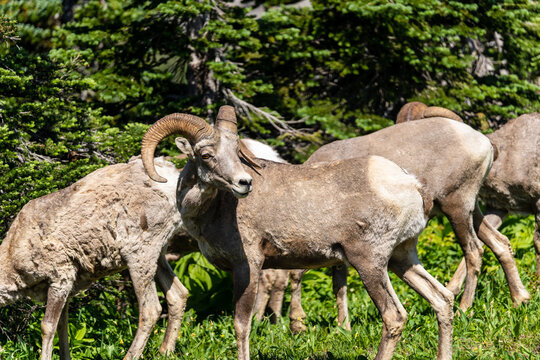 Bighorn sheep in a meadow in Glacier National Park