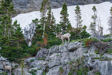 Naklejka premium Bighorn sheep descending the mountainside in Glacier National Park