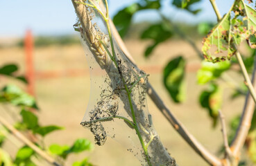 Insect pests on a fruit tree destroy leaves and fruits