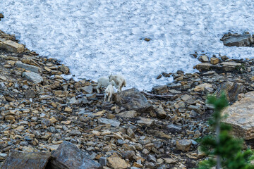 Baby mountain goats playing on the rocks off the Going to the Sun Road in Glacier National Park in Montana
