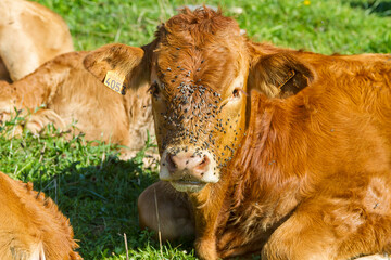 Calves with many flies in their snout