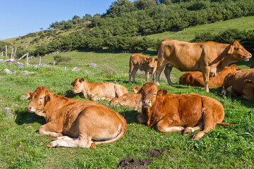 Calves with many flies in their snout