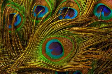 Fototapeta premium macro peacock feathers,Peacock feather,Beautiful exotic peacock feather on white background with copy space.