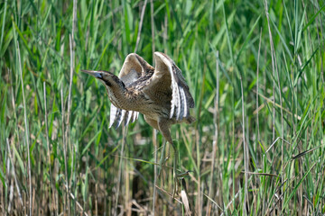 The Eurasian bittern or great bittern (Botaurus stellaris)