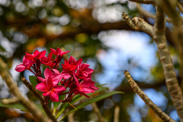 Pink Frangipani, Plumeria, Temple Tree, Graveyard Treeflowers on the branch with background of blue sky..