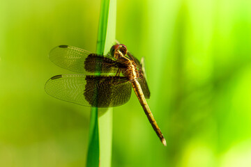macro black dragonfly,Black Darter (Sympetrum danae) ,The dragonfly is sitting on the branch