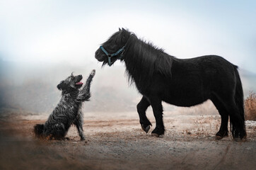 Fototapeta premium dog and horse cute photo friends pet magical portrait 