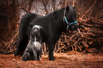 dog and horse cute photo friends pet magical portrait
