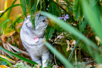 Scottish Fold cat in back yard fall season, cause pet enjoying perfect fall morning.