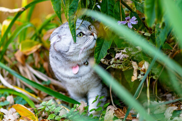 Scottish Fold cat in back yard fall season, cause pet enjoying perfect fall morning.
