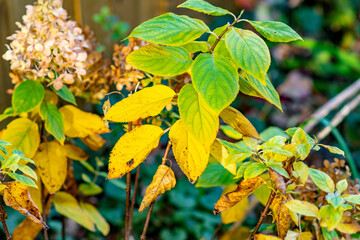 Fall season autumn leaf colors close up of tree crown.